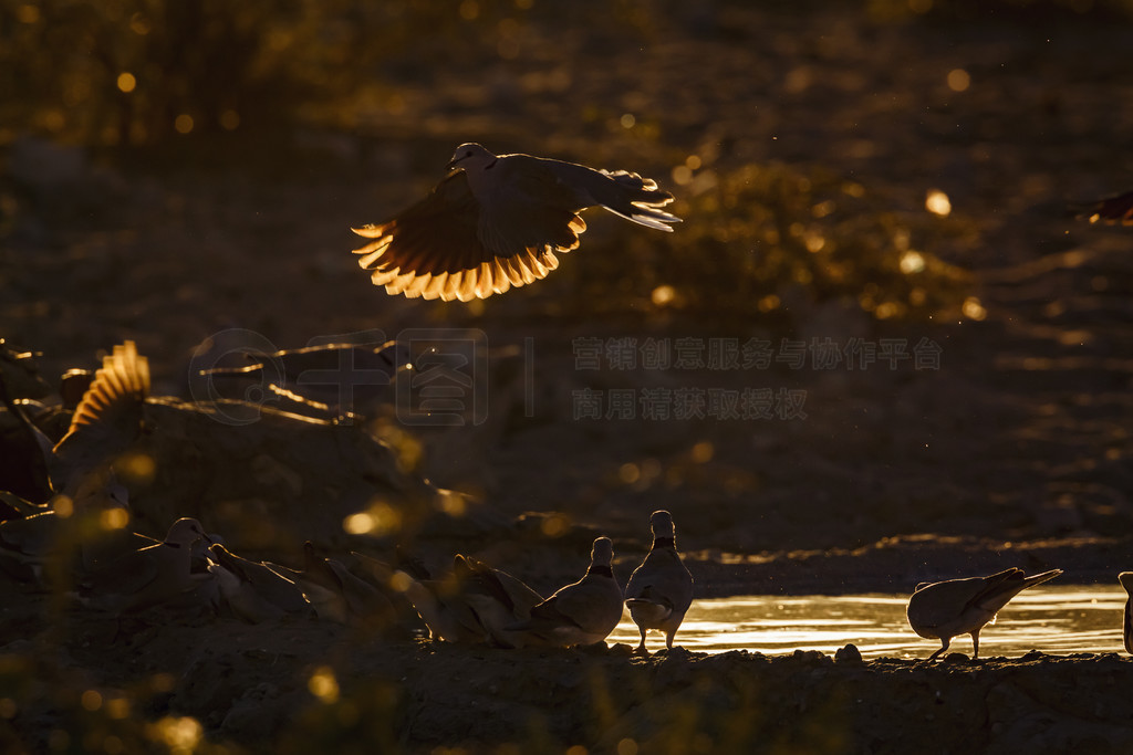 ϷǿӵϿ羳԰ƻʱ֣Ⱥڱ·ߣ Streptopelia capicola ױȿ (Columbidae) ơϷǿӵϿ羳԰Ļ