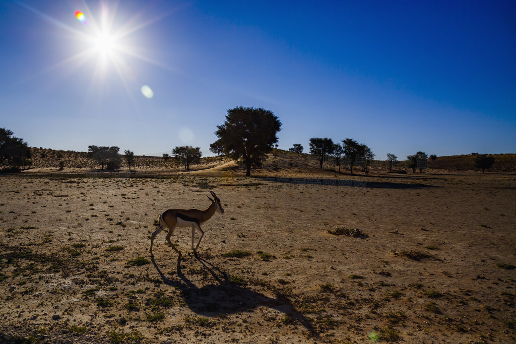 Ϸ Kgalagari 羳԰ɳĮУڱߣţƶ Antidorcas marsupialis ơ Kgalagadi 羳԰Ϸ