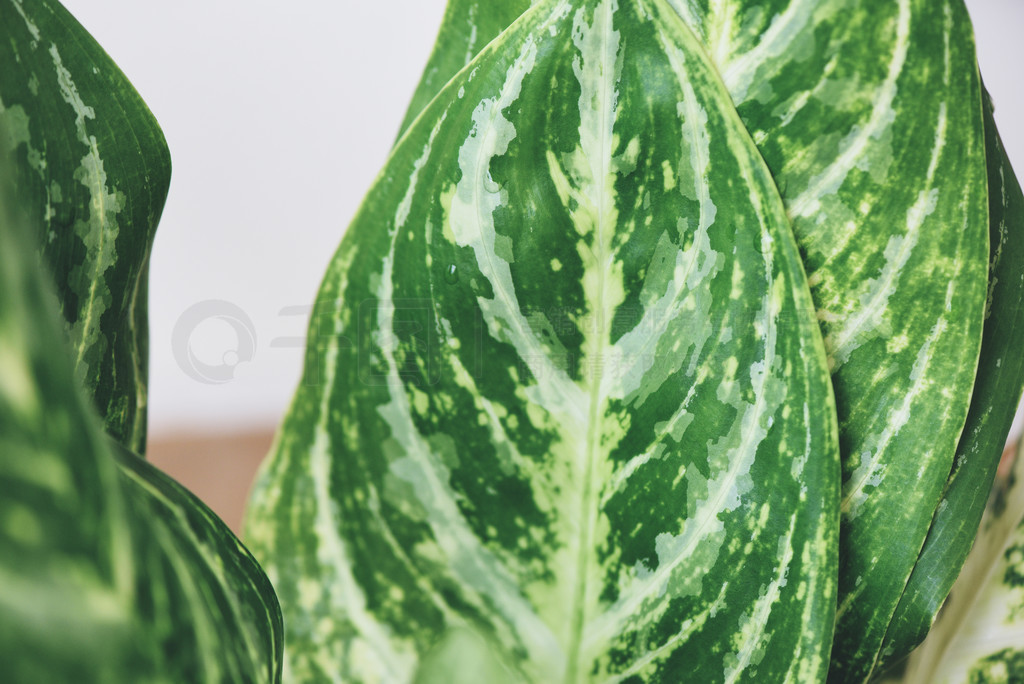 ͥ԰ֲеĻҶ໨̰ҶֲԡߵҶ Aglaonema ֲ