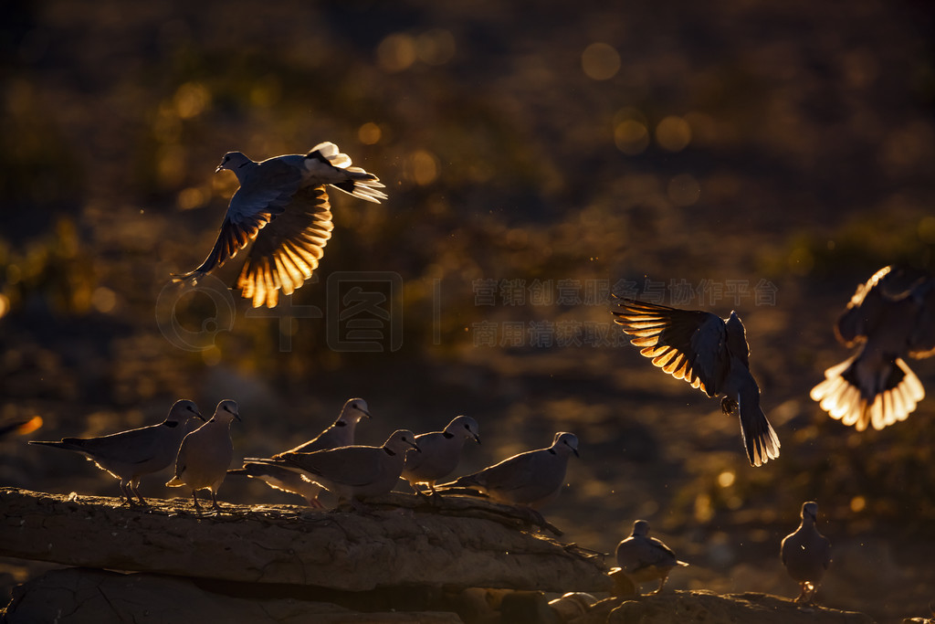 ϷǿӵϿ羳԰ƻʱ֣Ⱥڱ·ߣ Streptopelia capicola ױȿ (Columbidae) ơϷǿӵϿ羳԰Ļ