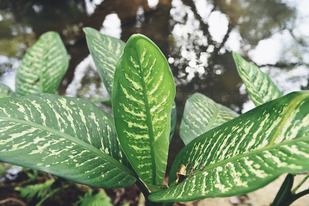 ͥ԰ֲеĻҶ໨̰ҶֲԡߵҶ Aglaonema ֲ