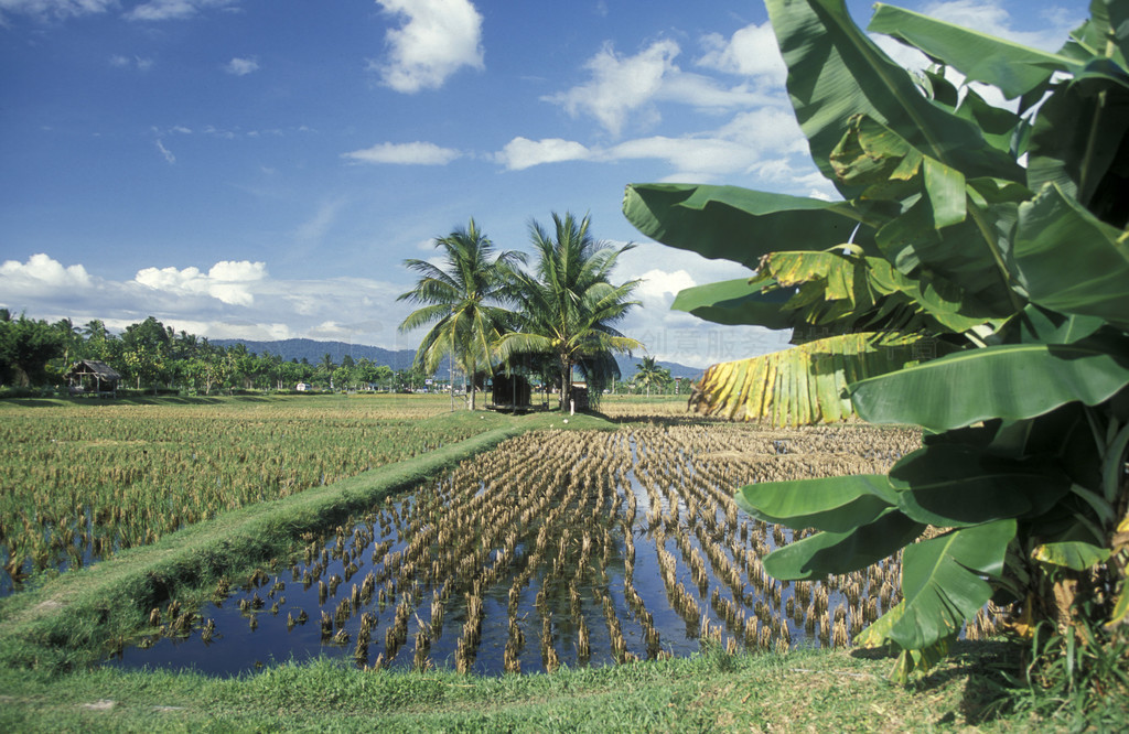 λ Kampung Lubok Buaya  Laman Padi Langkawi ݺϺ̲һƬǣ2003  1 