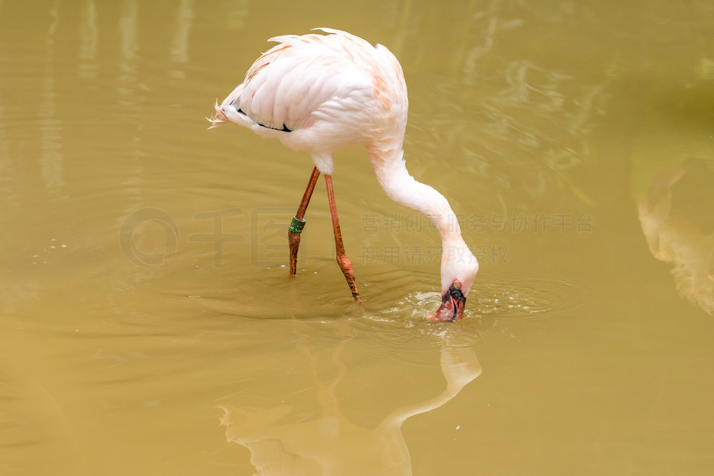 СС񣬿 - Phoenicopteridae