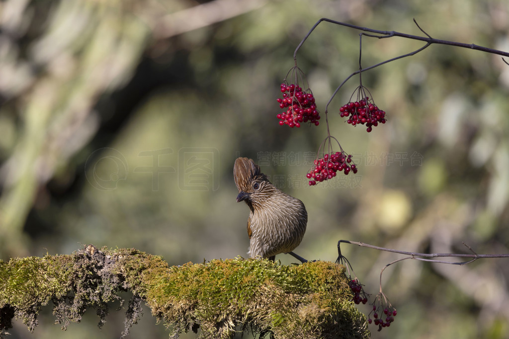 Ц (Grammapoptila striatus)ӡȱ°