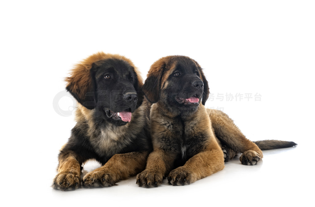 ڰɫǰС Leonberger