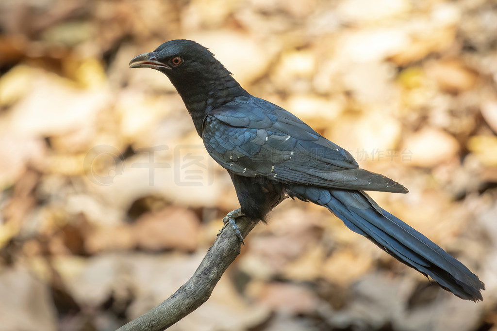 Ȼ֦ϵ koel  (Eudynamys scolopaceus) ͼ񡣶