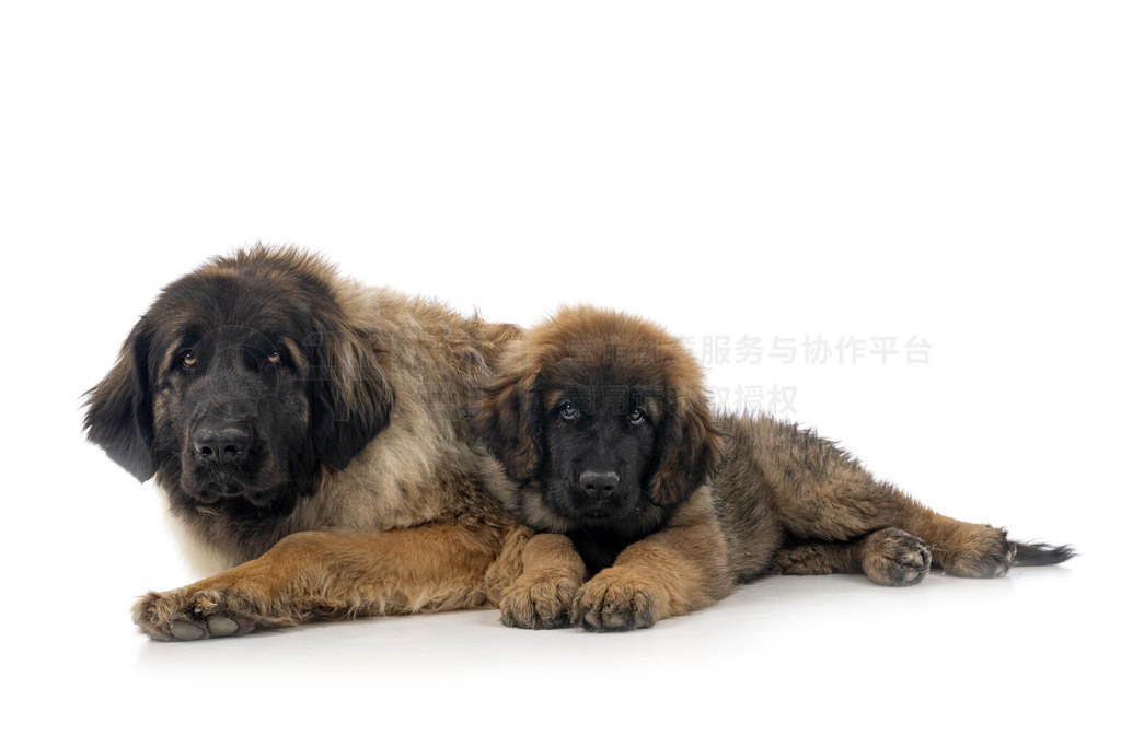 ڰɫǰ Leonbergers