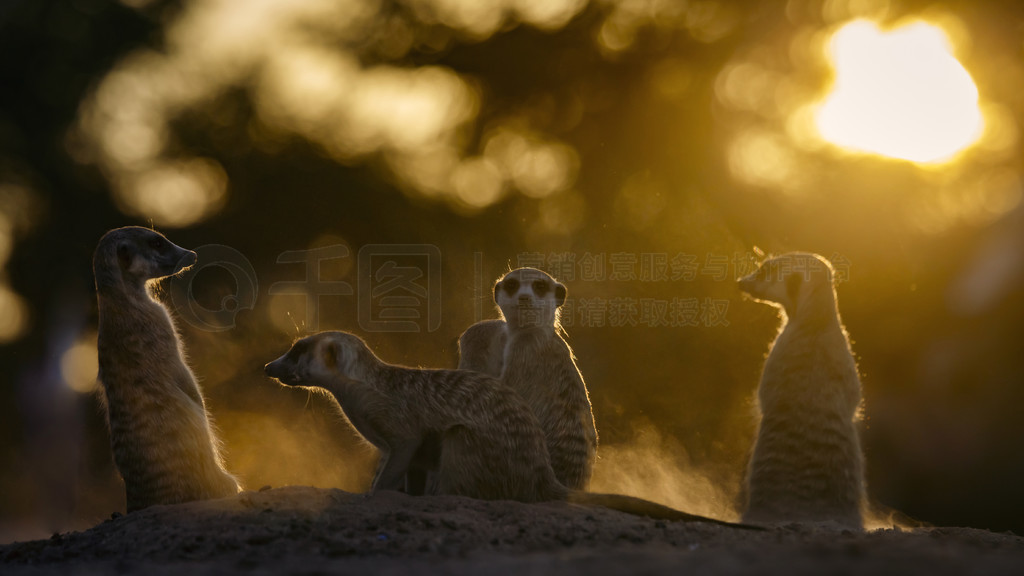 Ϸ Kgalagadi 羳԰Ϧ³èһң Suricata suricatta ơϷ Kgalagadi 羳԰è