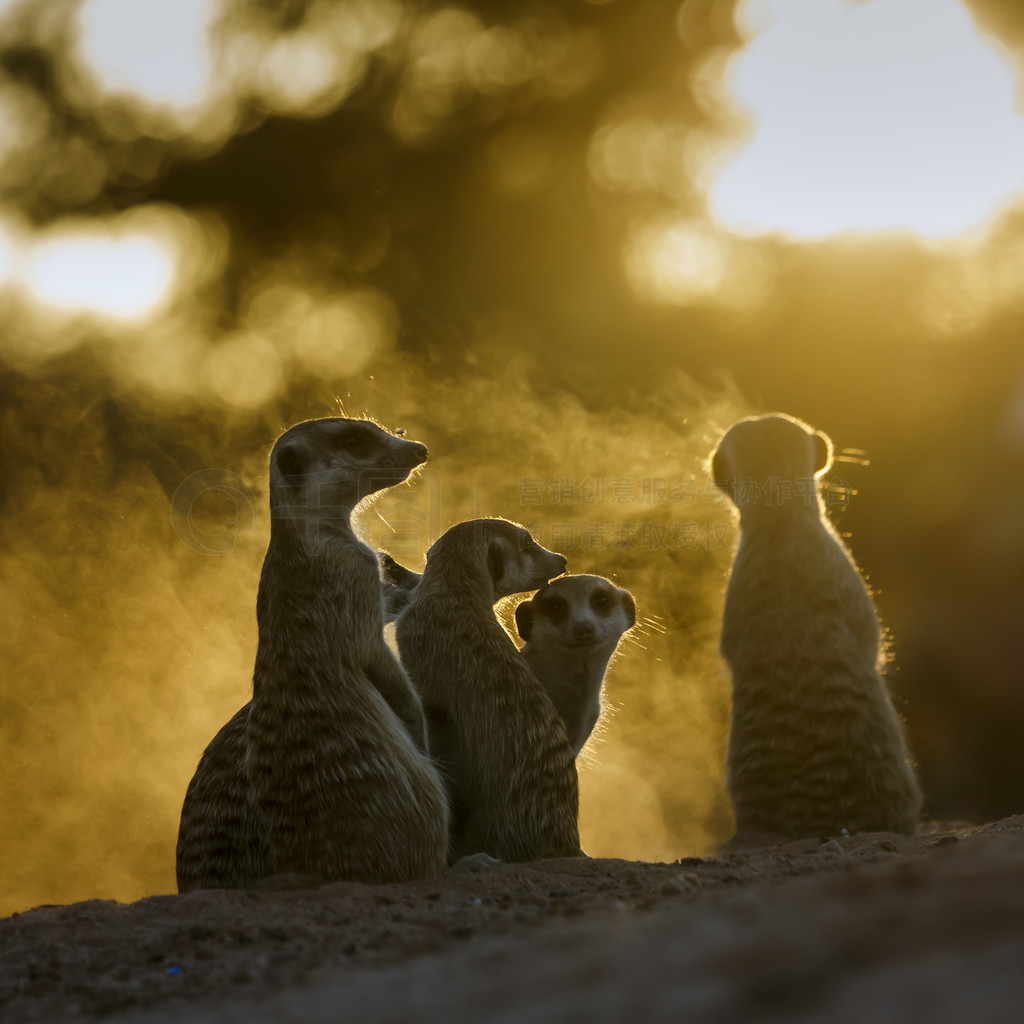 èһϷ Kgalagadi 羳԰ۿ䣻 Suricata suricatta ơϷ Kgalagadi 羳԰è