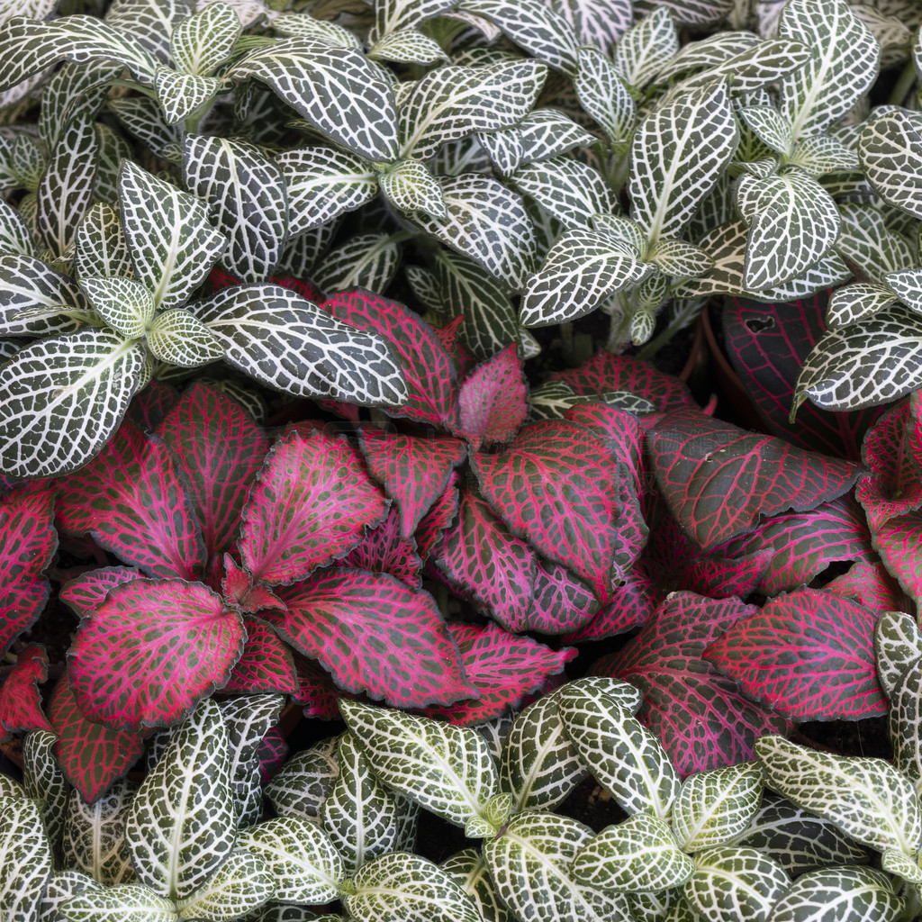 ɫͷ׵ Fittonia ֲȫдı仯