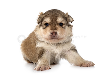 芬兰拉普猎犬幼犬图片