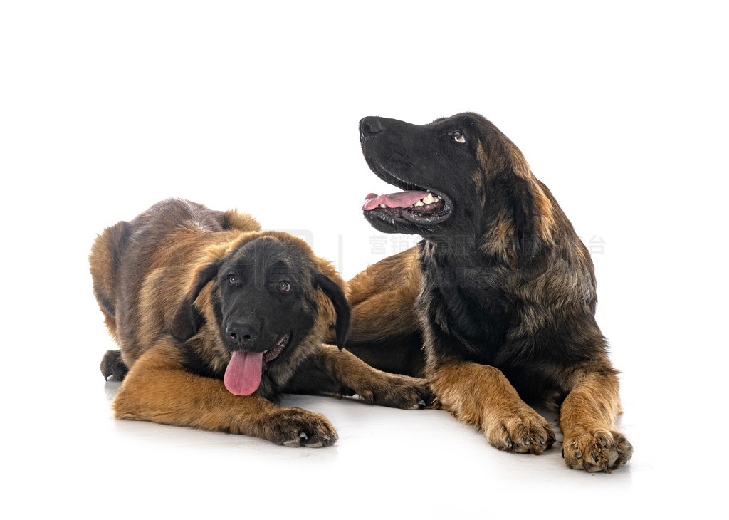 ڰɫǰС Leonberger