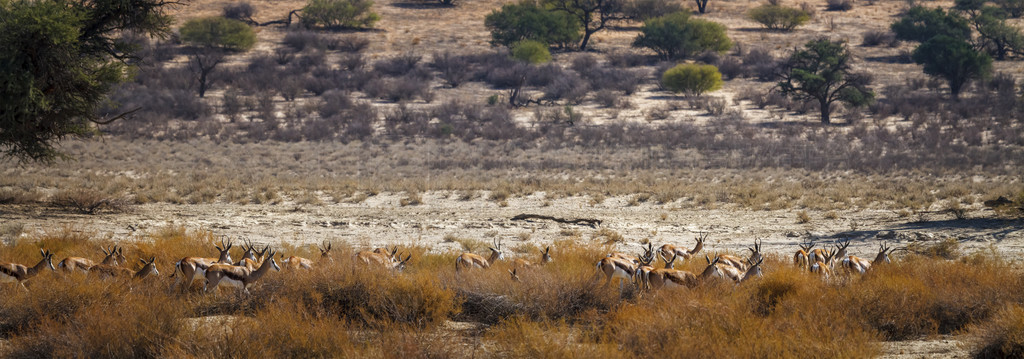 Ϸ Kgalagari 羳԰طеȺţƶ Antidorcas marsupialis ơ Kgalagadi 羳԰Ϸ