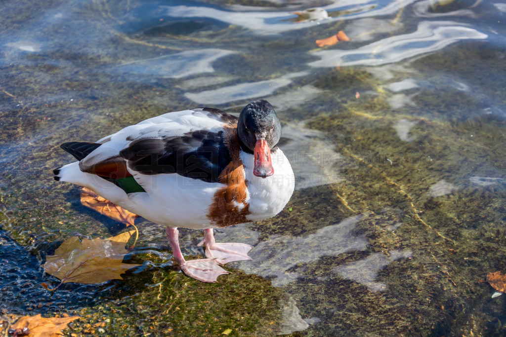 ͨ Shelduck (Tadorna tadorna) վǳˮ