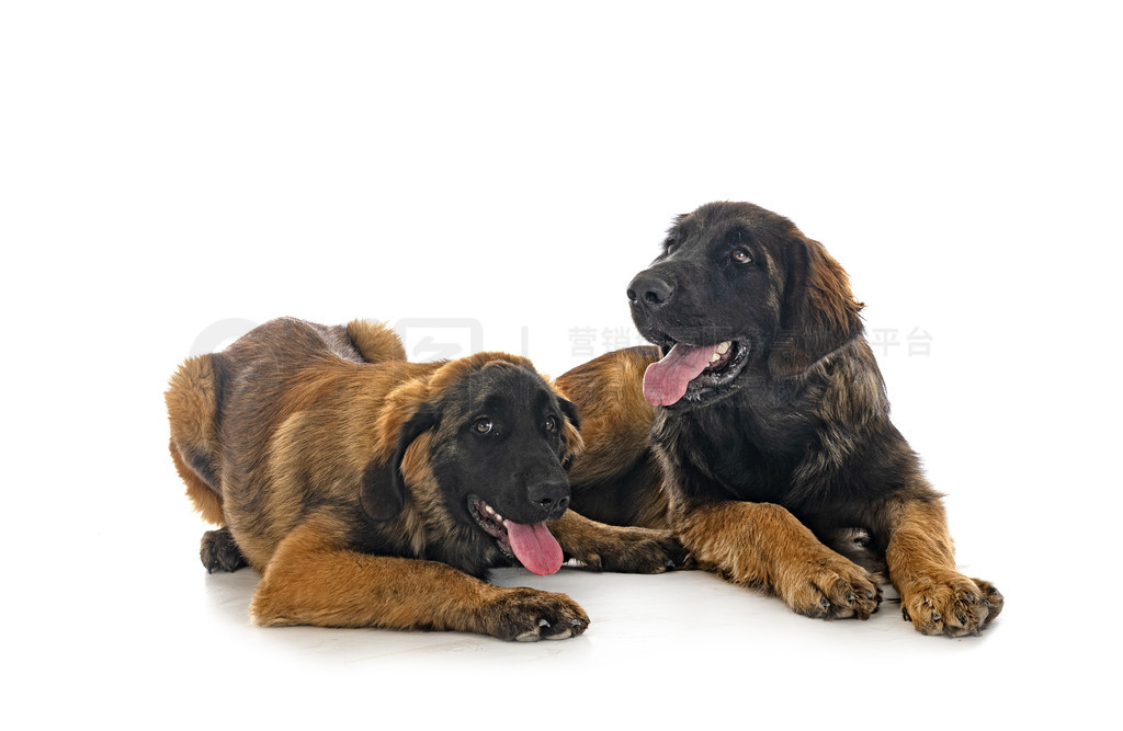 ڰɫǰС Leonberger