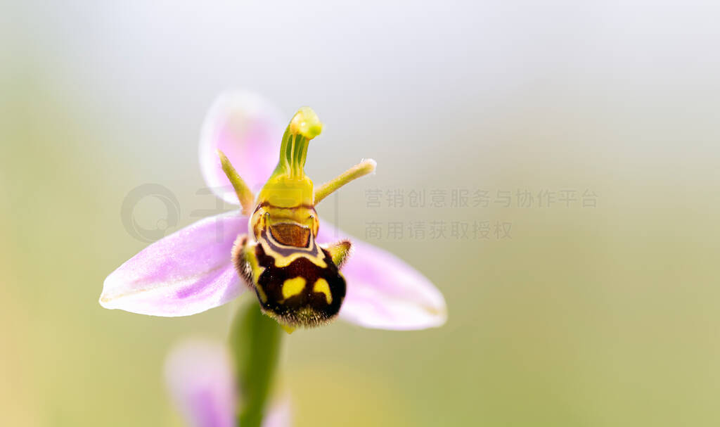 ۷Ophrys apifera