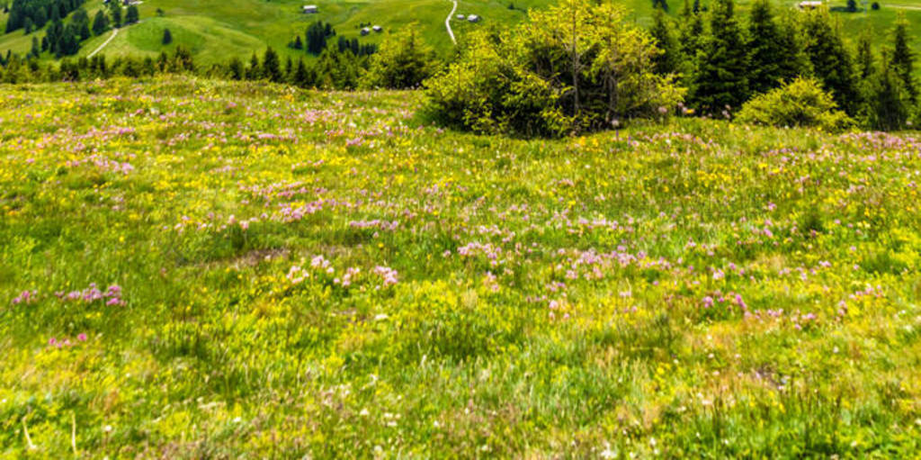 ,Siusi˹,Sassolungo Langkofel DolomiteSeiser Alm,һƬ̵,һɽ