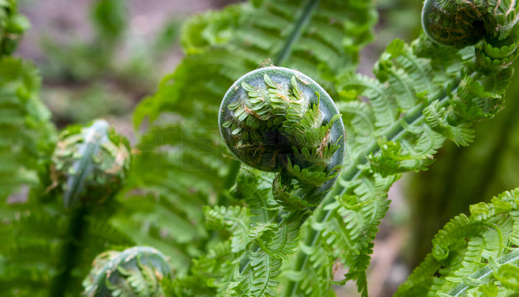 ɹާ(Fern Spiral of Matteuccia)һާ,ֻһ,ͨΪާ(ostrich fern)ͷާ(fiddlehead fern)ާ(sh