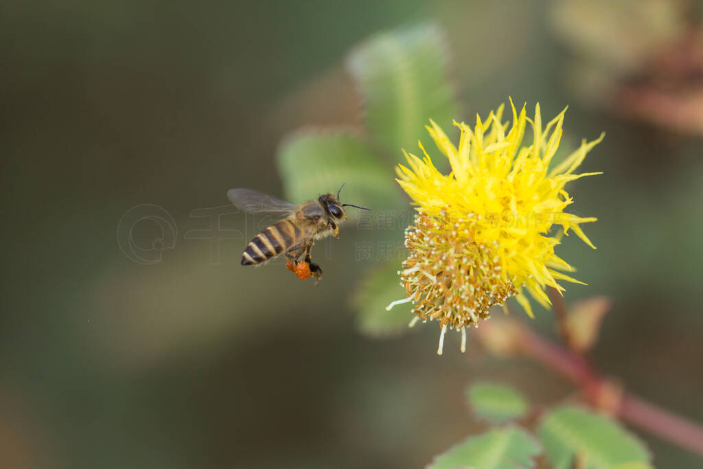 ۷,۷۷(Beijing Bee),ӻɫĻѰһ,Ƿɵʱкܶ໨,ǵʷģ.