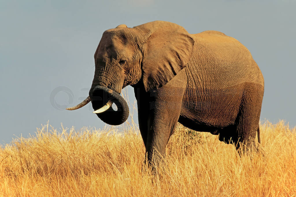 ͲΤMatusadonaҹ԰ԭϵĴͷ޹ţ(Loxodonta africana)