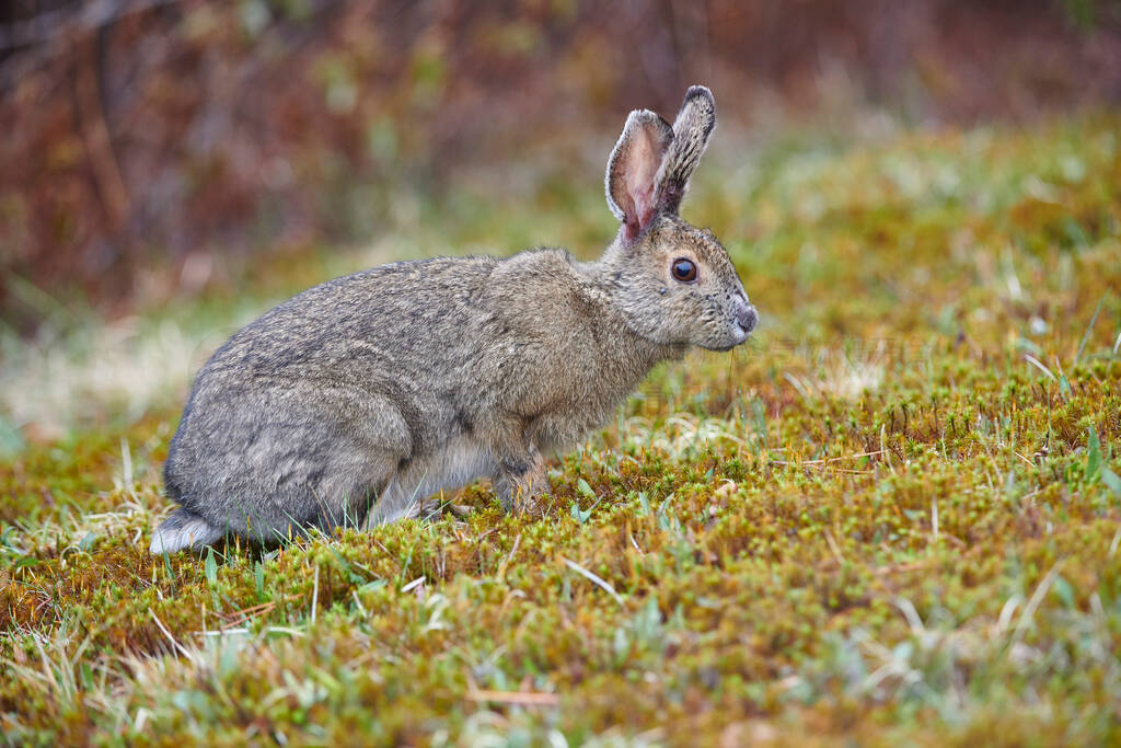 ô˹ʡӣɽѩ(Lepus americanus)ɭĲݵʳ