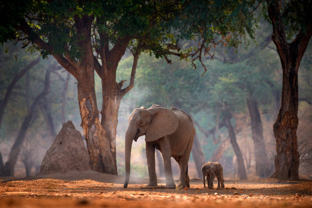 СĴ޽ͲΤMana Pools NPĴ.ɭĴͶ,ƻ,.ȻҰﳡ.شеķ.