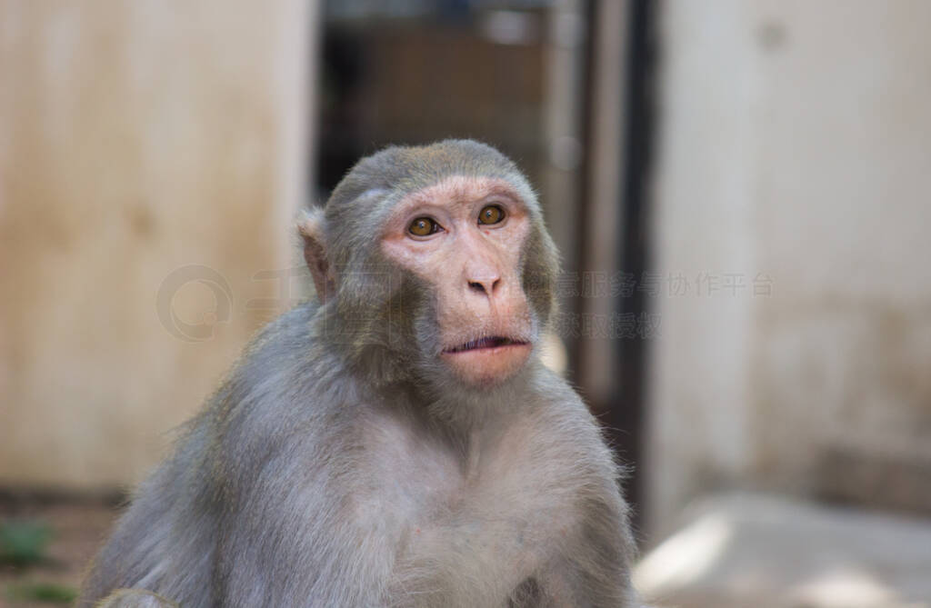 Ӻ(Rhesus macaques monkey)һֳĺɫ鳤දԳ,ҲΪ(Macaca)(Mullata).