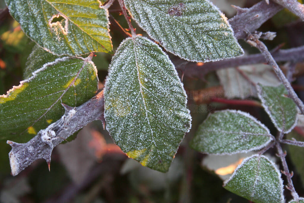 ݮϵ˪ڻ԰֦ҶϽ˪.Rubus fruticosus