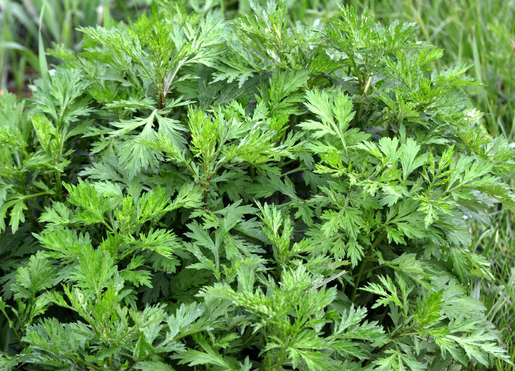 ֶķ(Artemisia vulgaris)ȻҰ