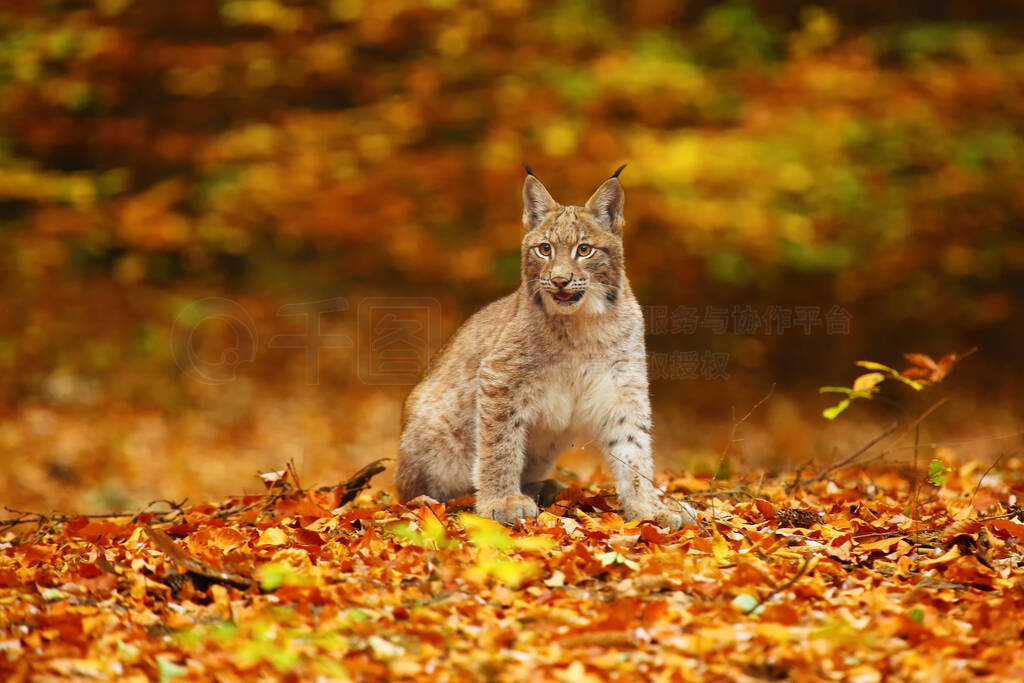 ŷɽè(Lynx lynx),ҲΪɫŷɽèɽè.