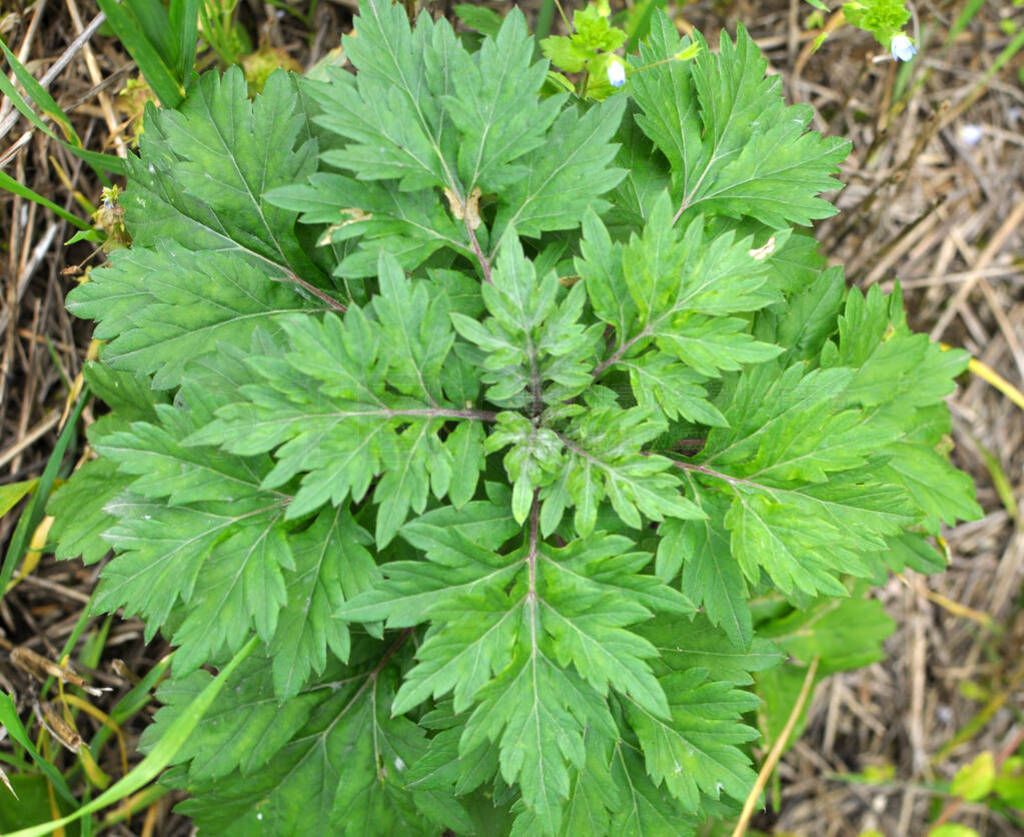 ֶķ(Artemisia vulgaris)ȻҰ