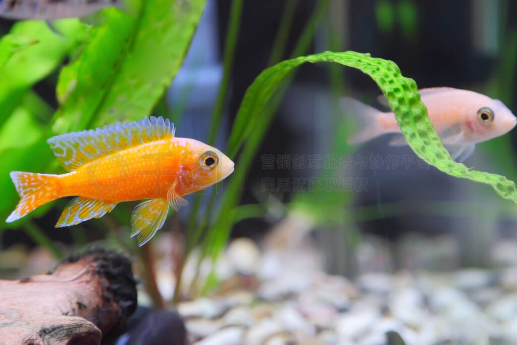 ˮݲ٪Cichlid-Aulonocara (Aulonocara sp.)Orchidea Red)