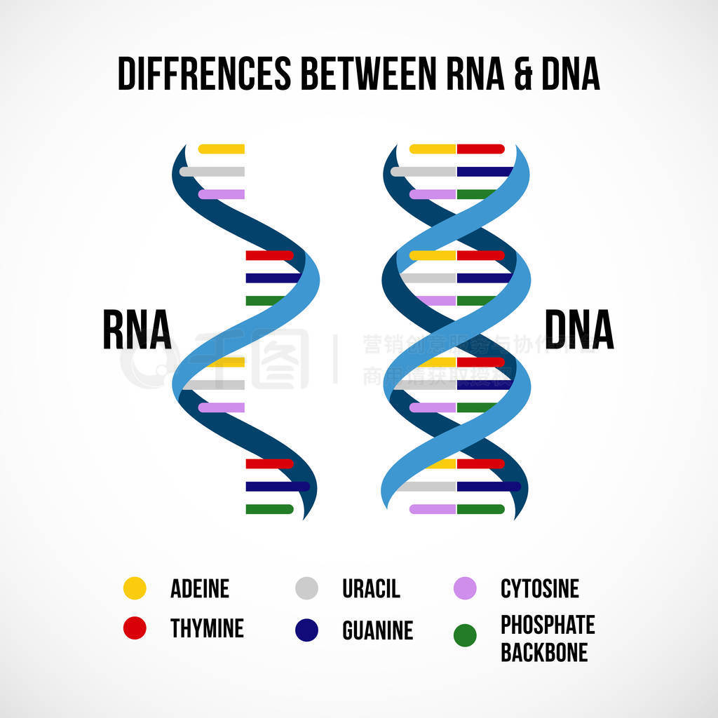 dna  rna ѧ֮Ĳ