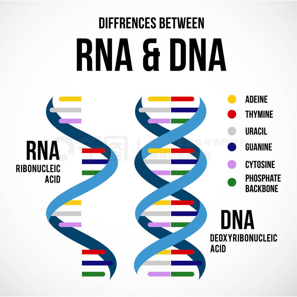 dna  rna ѧ֮Ĳ