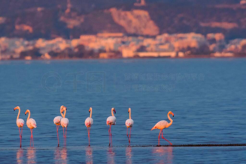 Sant Carles de la RapitaΪĿһȺ(Phoenicopterus roseus)