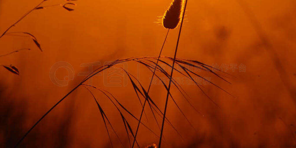 (Phoenicopterus roseus)·., ...