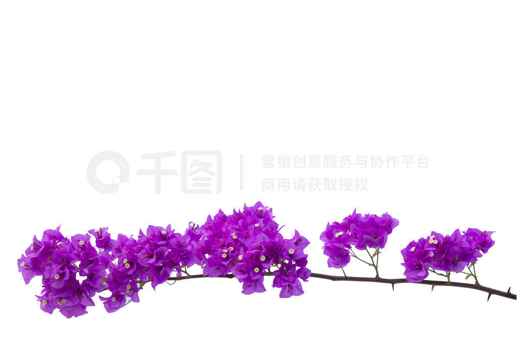 bougainvilleas ʹ౻.ֽ.