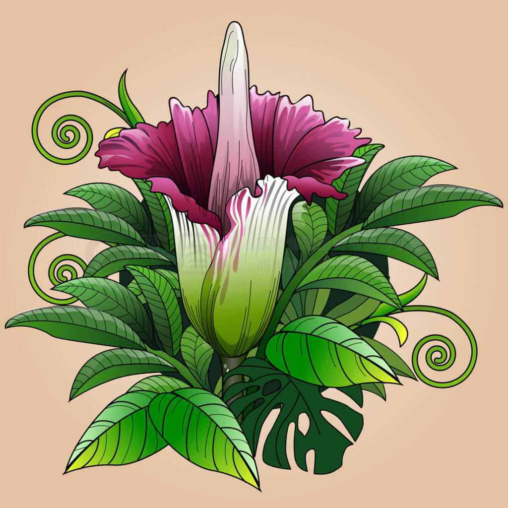 ýͼbunga bangkai޴ʬ廨Amorphophallus titanium umӡŴеһֲ.