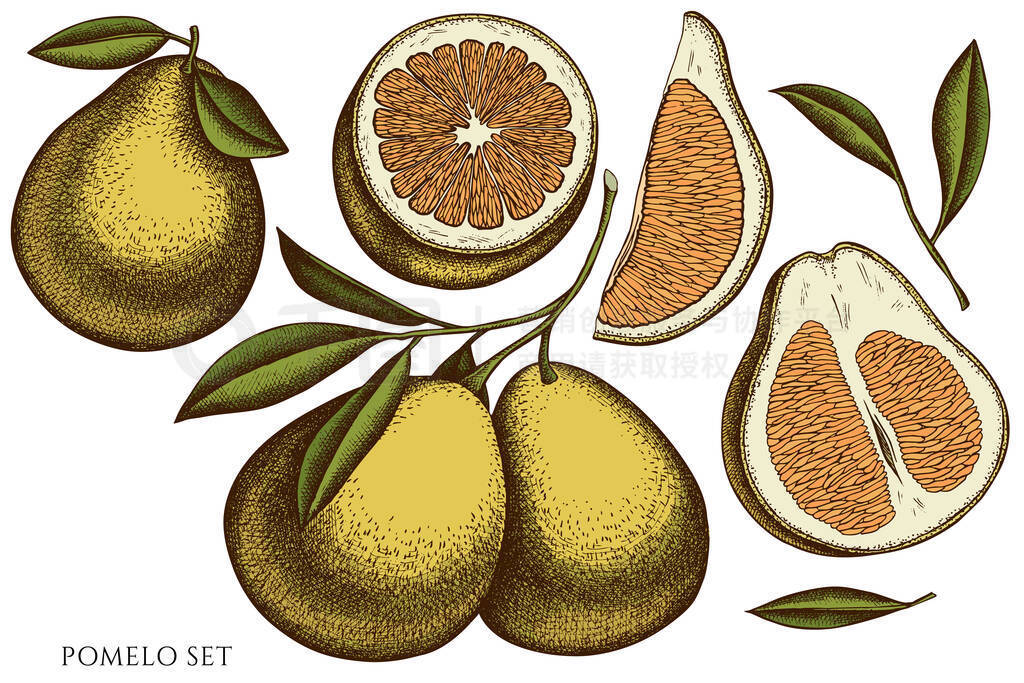 Citrus hand drawn vector illustrations collection. Colored pomelo.