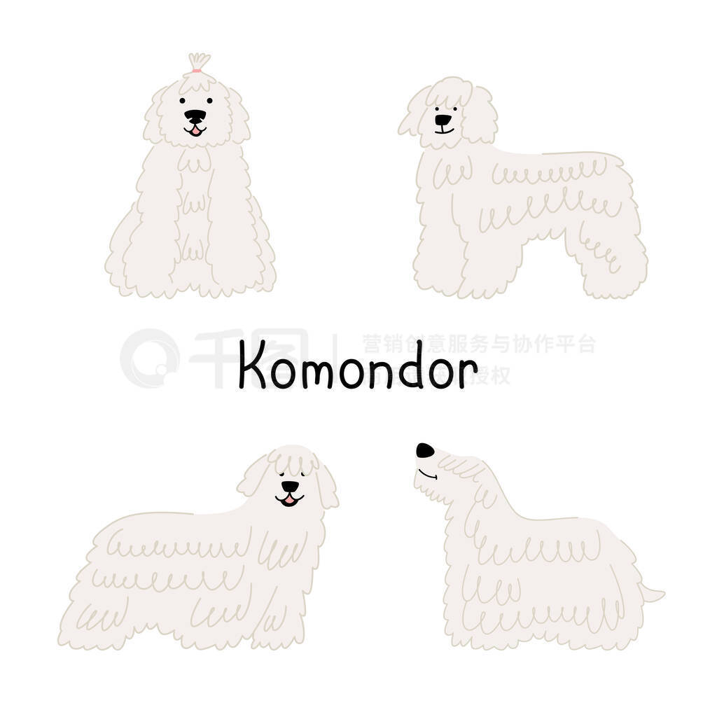 A set of dog breed Komondor or Hungarian Shepherd in different poses