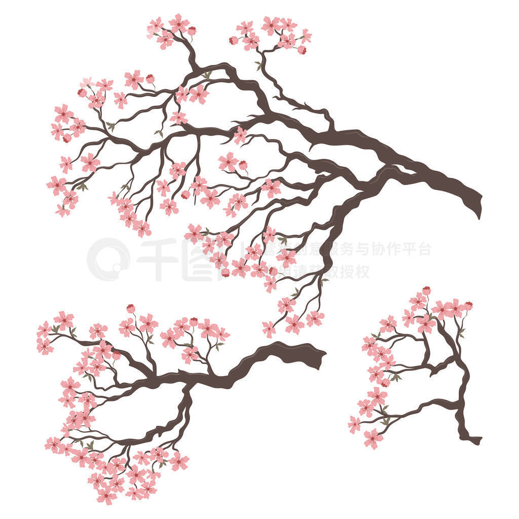 Set of blossoming sakura branches isolated on white background. Vector image.