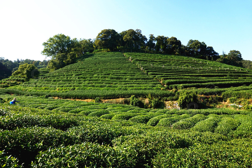 種植在山坡上的茶樹林素材圖片攝影圖庫其他免費下載_jpg格式_4506