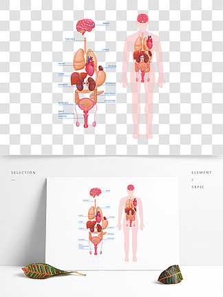 人体四大组织手绘图图片