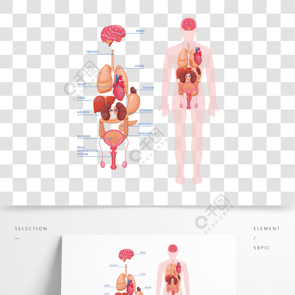人體器官解刨圖