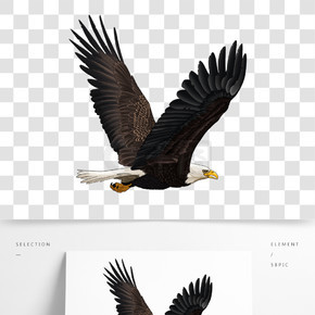 展翅飞翔的老鹰图片免抠png透明图层素材