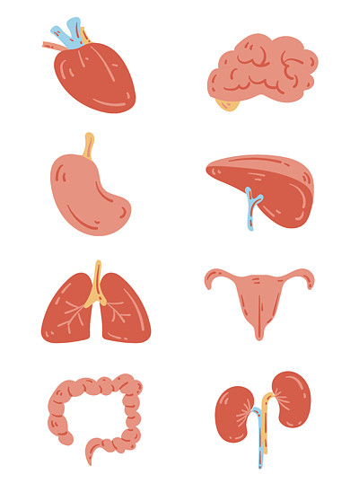 五臟六腑內臟圖標矢量144230人體器官平面圖標集的肝腦皮膚牙齒分離