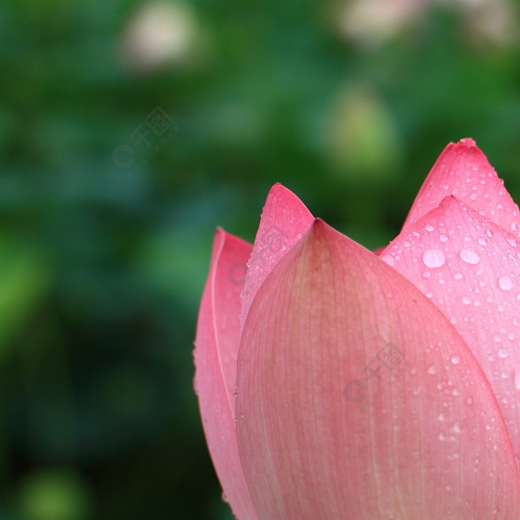 清新雨露荷花海報背景設計