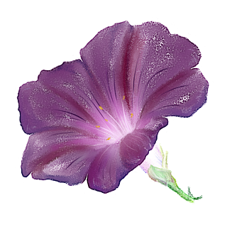 紫色的喇叭花怎么画图片
