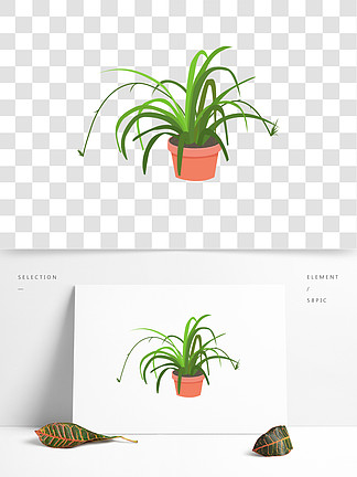 吊蘭家居植物熱帶室內盆栽矢量元素