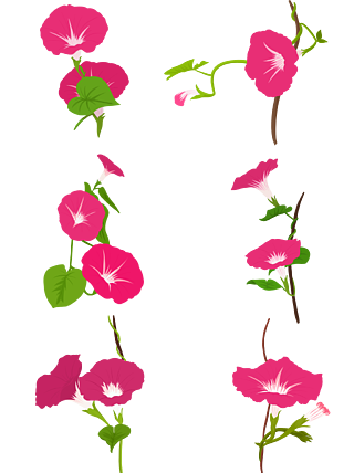 手绘植物花元素各种形态的牵牛花